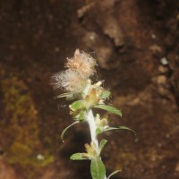 Gamochaeta pensylvanica (Willd.) Cabrera